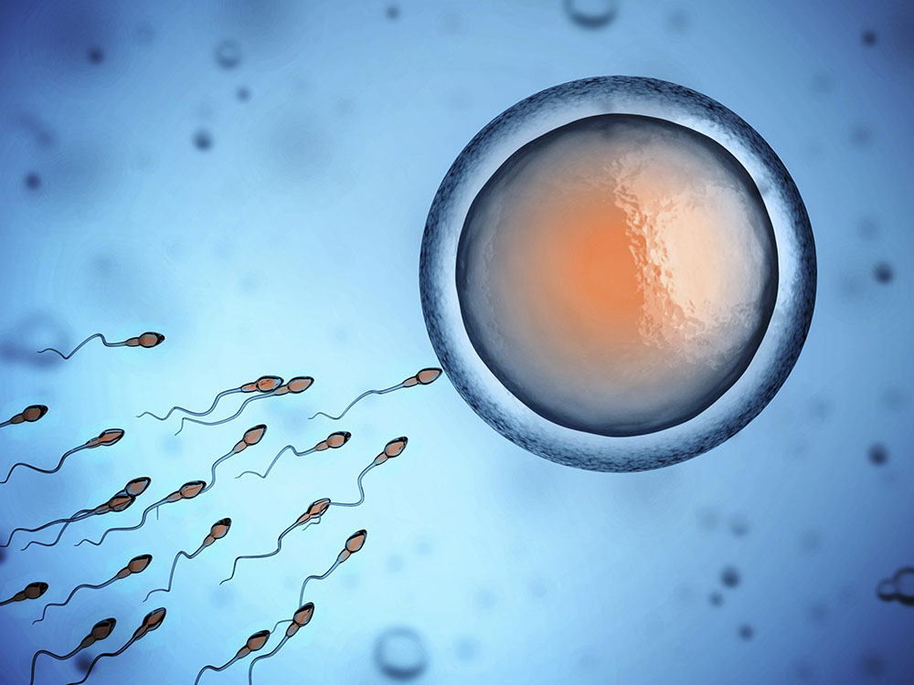 Human sperm and egg cell